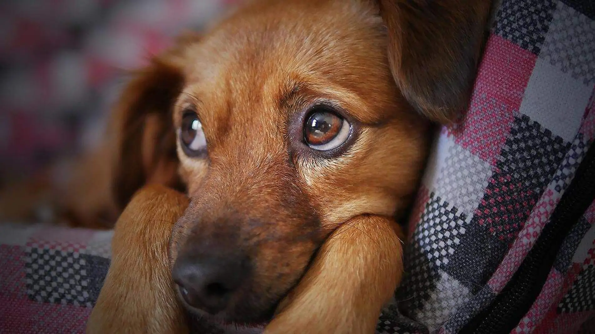 Algunas enfermedades que atacan a los humanos también suelen afectar a nuestras mascotas y una de ellas es el cáncer